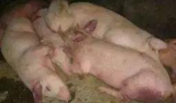 印尼猪瘟最新爆料图片