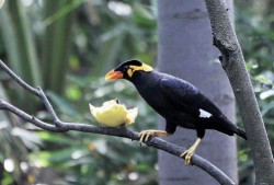 小花爆料了鸟大爷视频