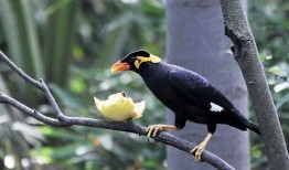 小花爆料了鸟大爷视频