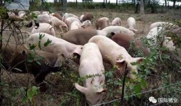 印尼猪瘟最新爆料图片