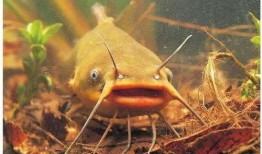 网友爆料北极鲶鱼事件视频,网友爆料视频揭露惊人内幕