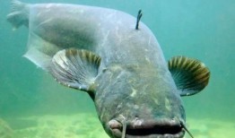 网友爆料北极鲶鱼事件视频,网友爆料视频揭露惊人内幕