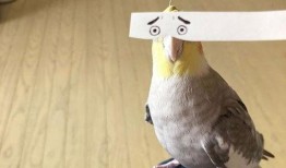 小花爆料了鸟大爷视频