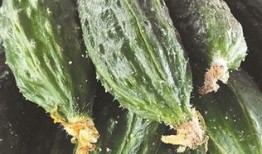 最新黄瓜爆料视频大全在线观看,最新热门瞬间，一网打尽！