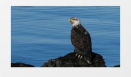 老鹰新版本爆料视频下载,视频爆料揭示游戏革新与升级亮点