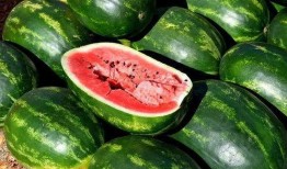 xingzhigogo421免费吃瓜,免费吃瓜背后的秘密与魅力