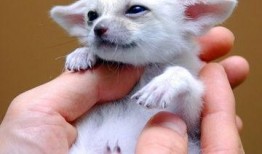 我爱狐狸精在线观看,揭秘我爱狐狸精在线观看之旅