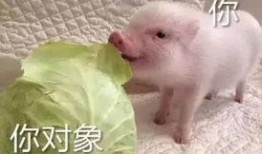 猪哥哥天天爆料视频,揭秘娱乐圈幕后真相