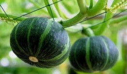 xingzhigogo421免费吃瓜,免费吃瓜背后的秘密与魅力