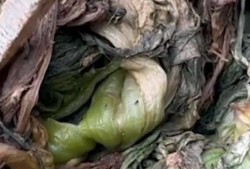 香港橄榄菜爆料视频大全,揭秘幕后真相与精彩瞬间