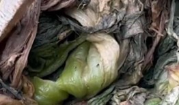 香港橄榄菜爆料视频大全,揭秘幕后真相与精彩瞬间