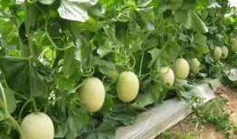 甜瓜最新爆料与地图有关,地图背后的秘密与最新动态